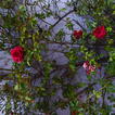 Papierrosen stecken in einem grünen Rosenbusch