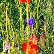 Kornblumen und Mohn in einem Kornfeld